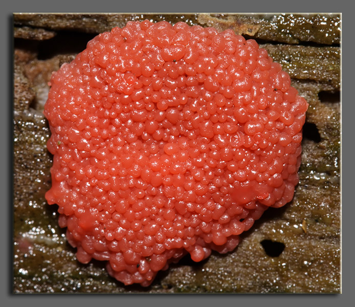 Tubifera ferruginosa (Batsch) J.F. Gmel.(PROVA)